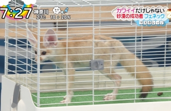 フェネックがZIPで特集されるｗｗｗｗｗ